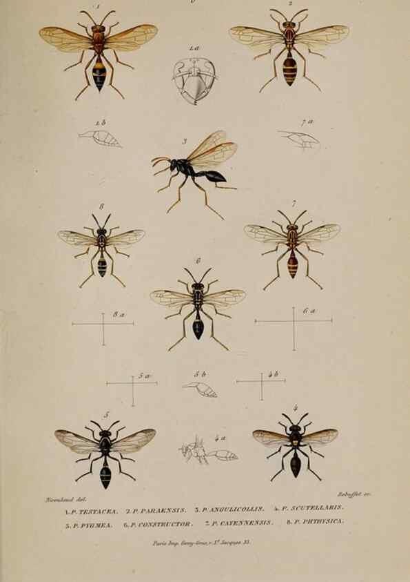 Reproducción/Reproduction 48748773548: Études sur la famille des vespides /. Paris :V. Masson ;1852-1858.. 