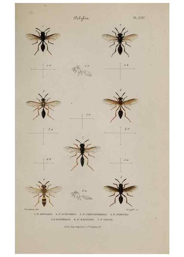 Reproducción/Reproduction 48748773803: Études sur la famille des vespides /. Paris :V. Masson ;1852-1858.. 