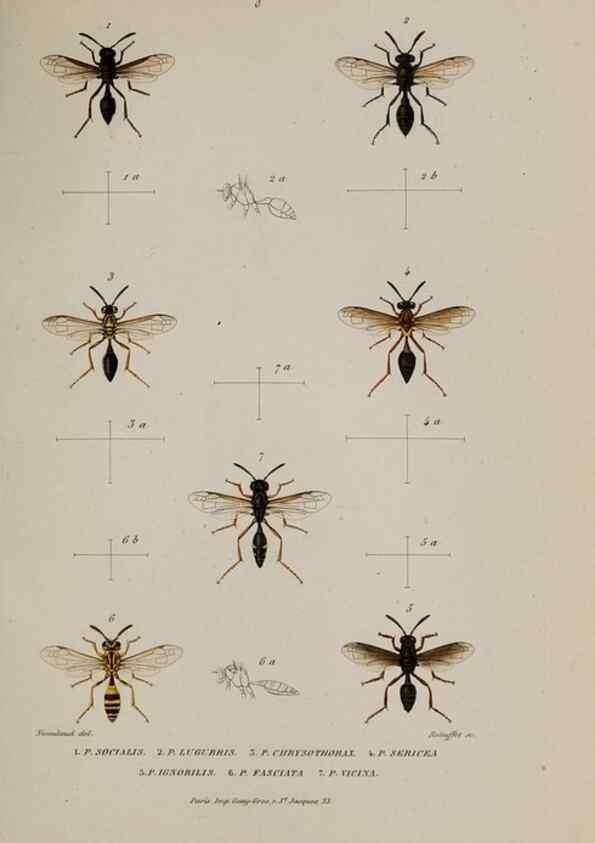 Reproducción/Reproduction 48748773803: Études sur la famille des vespides /. Paris :V. Masson ;1852-1858.. 