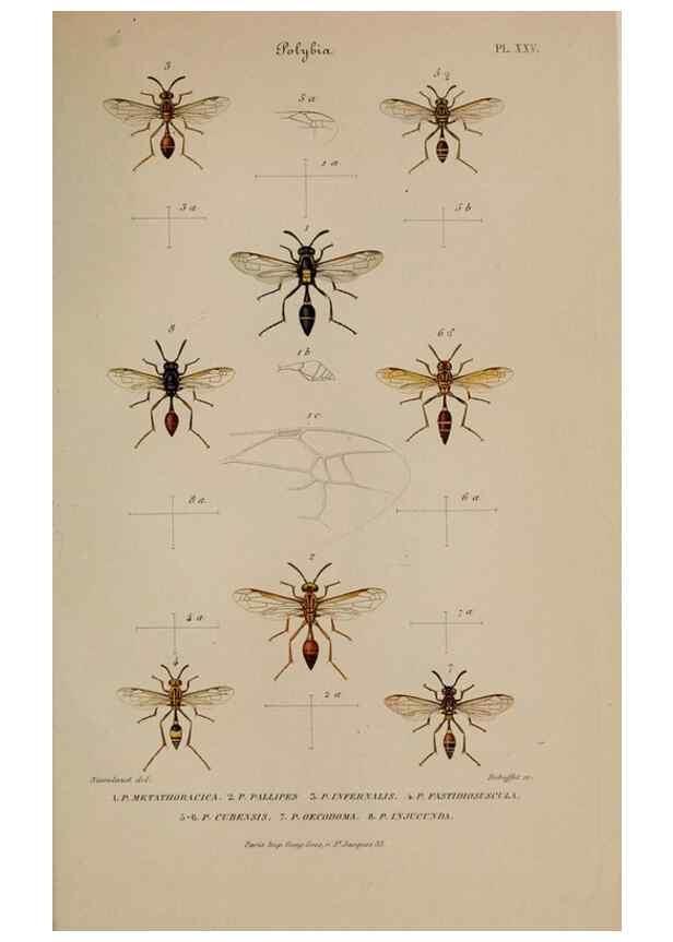 Reproducción/Reproduction 48749107421: Études sur la famille des vespides /. Paris :V. Masson ;1852-1858.. 