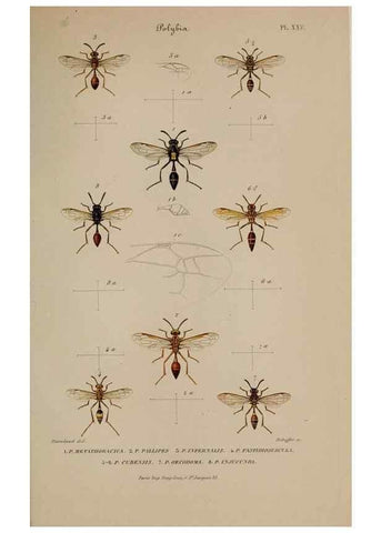 Reproducción/Reproduction 48749107421: Études sur la famille des vespides /. Paris :V. Masson ;1852-1858.. 