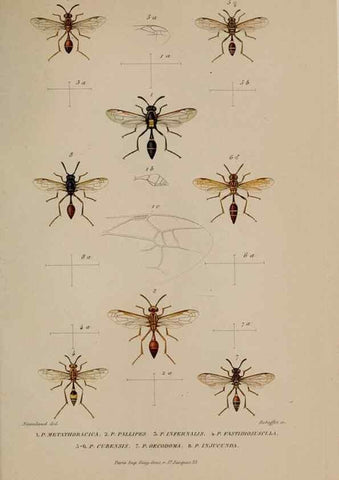 Reproducción/Reproduction 48749107421: Études sur la famille des vespides /. Paris :V. Masson ;1852-1858.. 