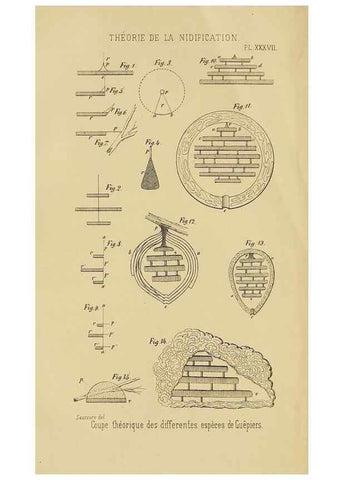Reproducción/Reproduction 48748956693: Études sur la famille des vespides /. Paris :V. Masson ;1852-1858.. 