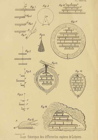Reproducción/Reproduction 48748956693: Études sur la famille des vespides /. Paris :V. Masson ;1852-1858.. 