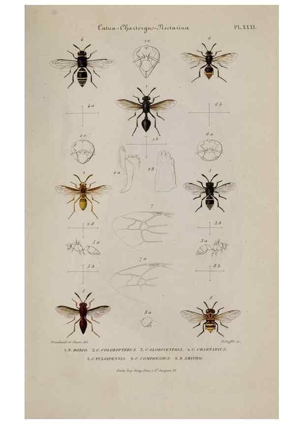 Reproducción/Reproduction 48749290202: Études sur la famille des vespides /. Paris :V. Masson ;1852-1858.. 