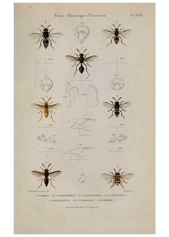 Reproducción/Reproduction 48749290202: Études sur la famille des vespides /. Paris :V. Masson ;1852-1858.. 
