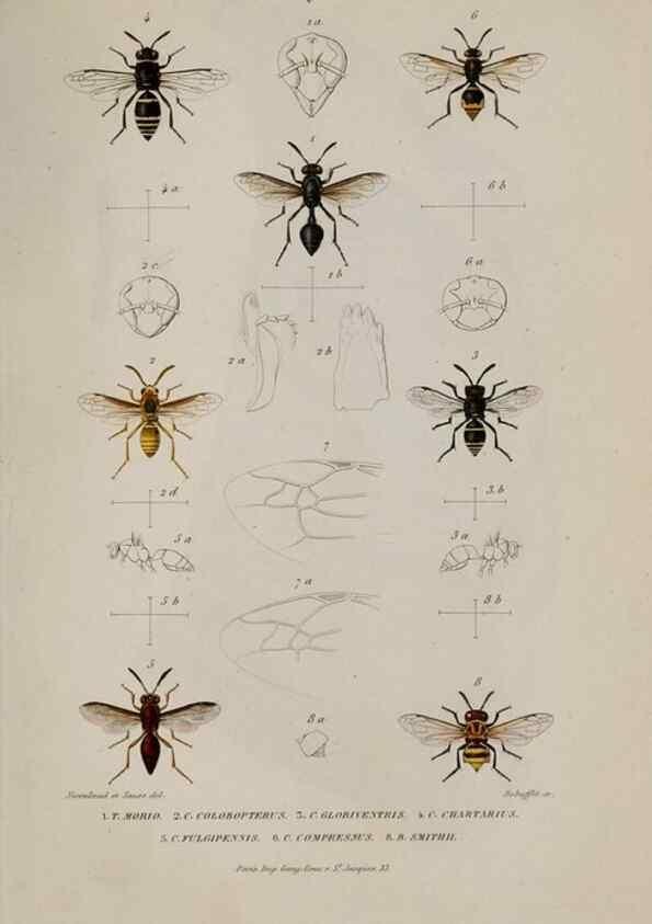 Reproducción/Reproduction 48749290202: Études sur la famille des vespides /. Paris :V. Masson ;1852-1858.. 