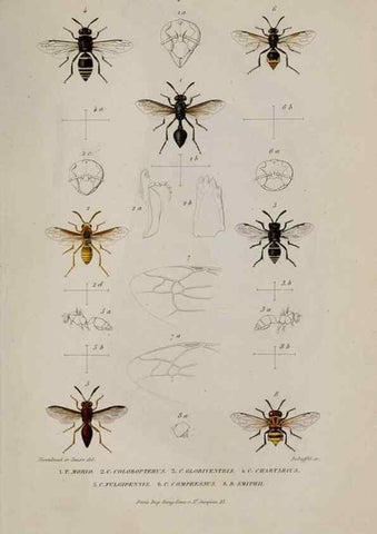 Reproducción/Reproduction 48749290202: Études sur la famille des vespides /. Paris :V. Masson ;1852-1858.. 