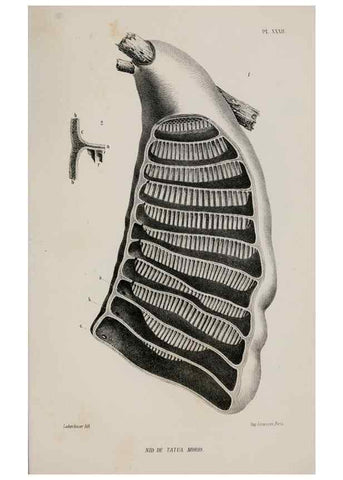 Reproducción/Reproduction 48748775998: Études sur la famille des vespides /. Paris :V. Masson ;1852-1858.. 