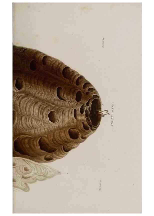Reproducción/Reproduction 48749364736: Études sur la famille des vespides /. Paris :V. Masson ;1852-1858.. 