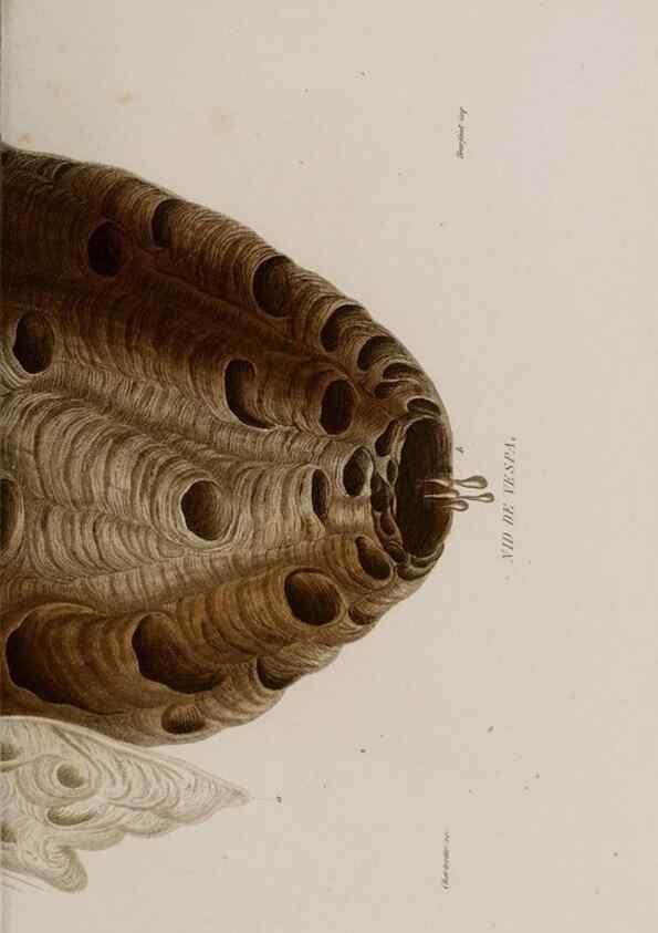 Reproducción/Reproduction 48749364736: Études sur la famille des vespides /. Paris :V. Masson ;1852-1858.. 