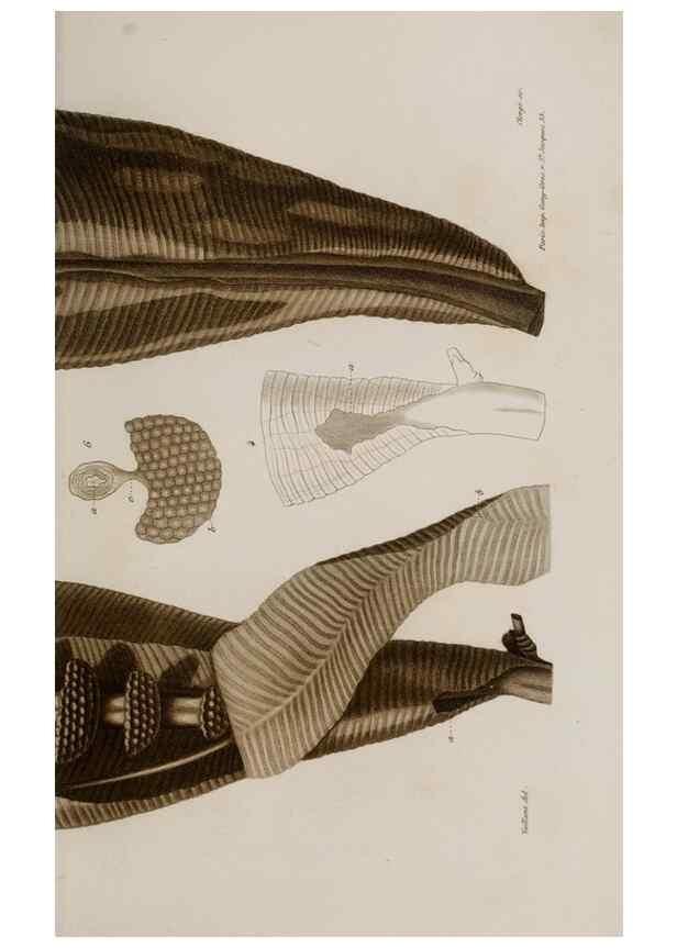 Reproducción/Reproduction 48749546172: Études sur la famille des vespides /. Paris :V. Masson ;1852-1858.. 