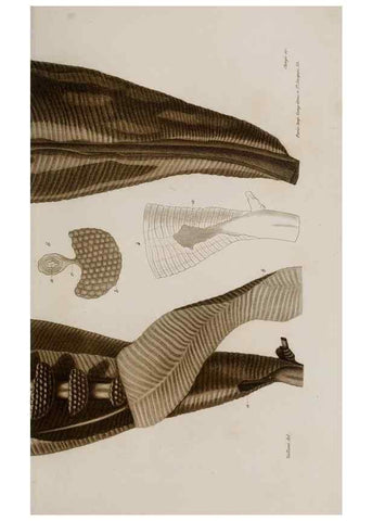 Reproducción/Reproduction 48749546172: Études sur la famille des vespides /. Paris :V. Masson ;1852-1858.. 