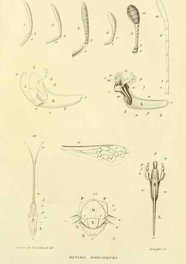 Reproducción/Reproduction 48749655706: Études sur la famille des vespides /. Paris :V. Masson ;1852-1858.. 