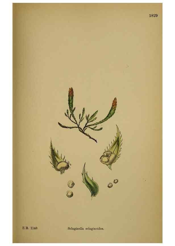 Reproducción/Reproduction 48750493062: English botany, or, Coloured figures of British plants /. London :R. Hardwicke,1863-1886.. 