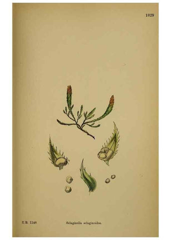 Reproducción/Reproduction 48750493062: English botany, or, Coloured figures of British plants /. London :R. Hardwicke,1863-1886.. 