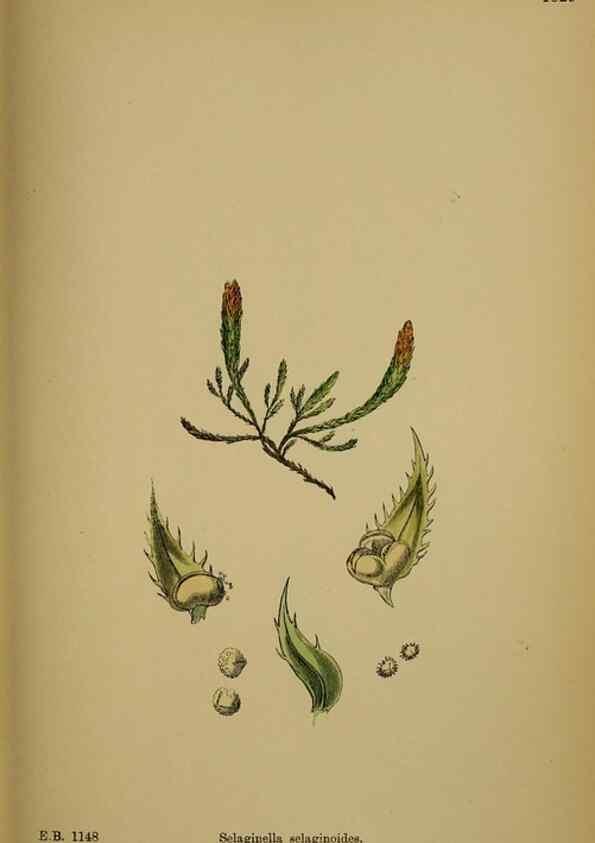 Reproducción/Reproduction 48750493062: English botany, or, Coloured figures of British plants /. London :R. Hardwicke,1863-1886.. 