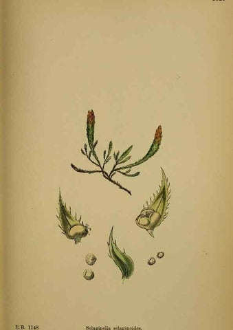 Reproducción/Reproduction 48750493062: English botany, or, Coloured figures of British plants /. London :R. Hardwicke,1863-1886.. 