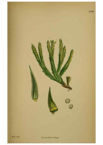 Reproducción/Reproduction 48749978048: English botany, or, Coloured figures of British plants /. London :R. Hardwicke,1863-1886.. 