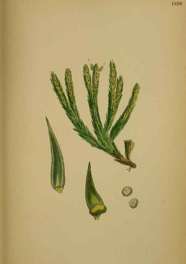 Reproducción/Reproduction 48749978048: English botany, or, Coloured figures of British plants /. London :R. Hardwicke,1863-1886.. 
