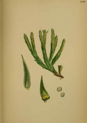 Reproducción/Reproduction 48749978048: English botany, or, Coloured figures of British plants /. London :R. Hardwicke,1863-1886.. 