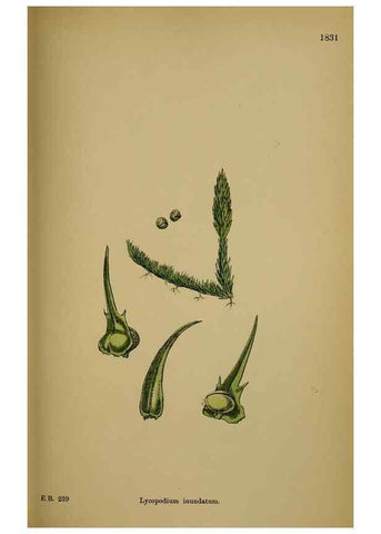 Reproducción/Reproduction 48750304481: English botany, or, Coloured figures of British plants /. London :R. Hardwicke,1863-1886.. 