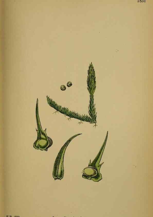 Reproducción/Reproduction 48750304481: English botany, or, Coloured figures of British plants /. London :R. Hardwicke,1863-1886.. 