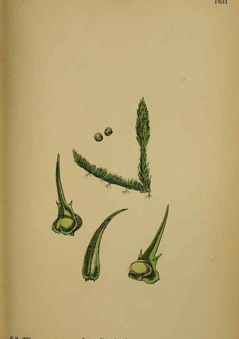 Reproducción/Reproduction 48750304481: English botany, or, Coloured figures of British plants /. London :R. Hardwicke,1863-1886.. 