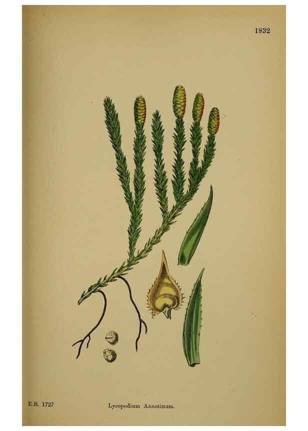Reproducción/Reproduction 48750493892: English botany, or, Coloured figures of British plants /. London :R. Hardwicke,1863-1886.. 