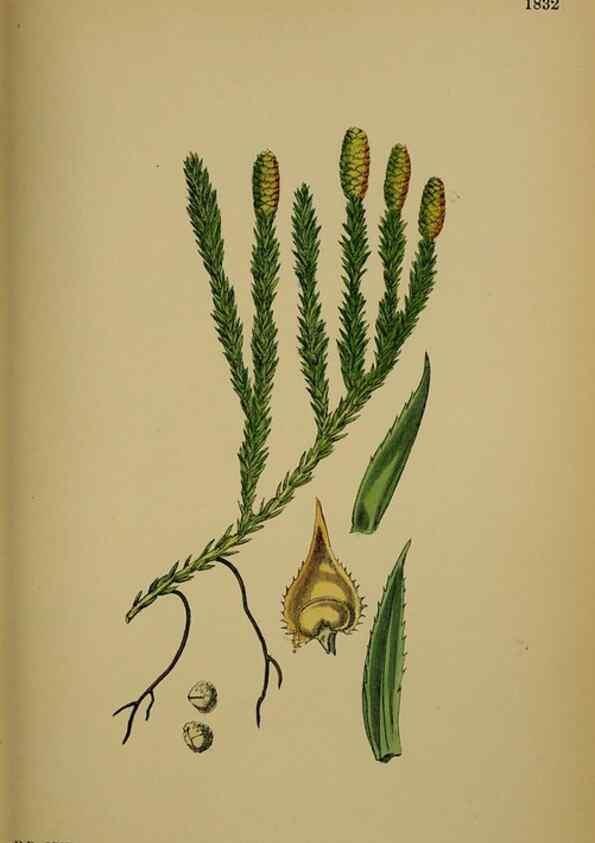 Reproducción/Reproduction 48750493892: English botany, or, Coloured figures of British plants /. London :R. Hardwicke,1863-1886.. 