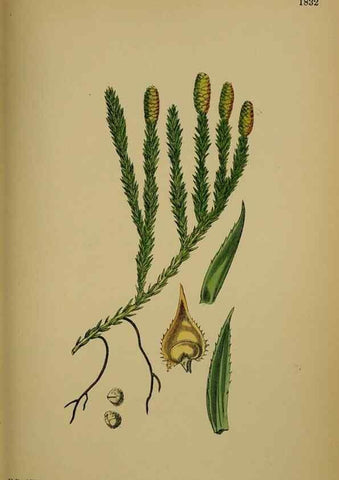 Reproducción/Reproduction 48750493892: English botany, or, Coloured figures of British plants /. London :R. Hardwicke,1863-1886.. 