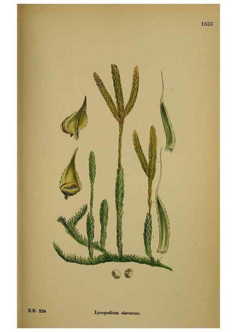 Reproducción/Reproduction 48749978878: English botany, or, Coloured figures of British plants /. London :R. Hardwicke,1863-1886.. 