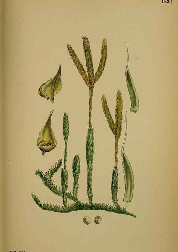 Reproducción/Reproduction 48749978878: English botany, or, Coloured figures of British plants /. London :R. Hardwicke,1863-1886.. 