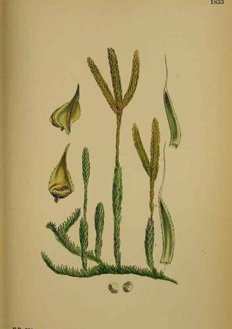 Reproducción/Reproduction 48749978878: English botany, or, Coloured figures of British plants /. London :R. Hardwicke,1863-1886.. 