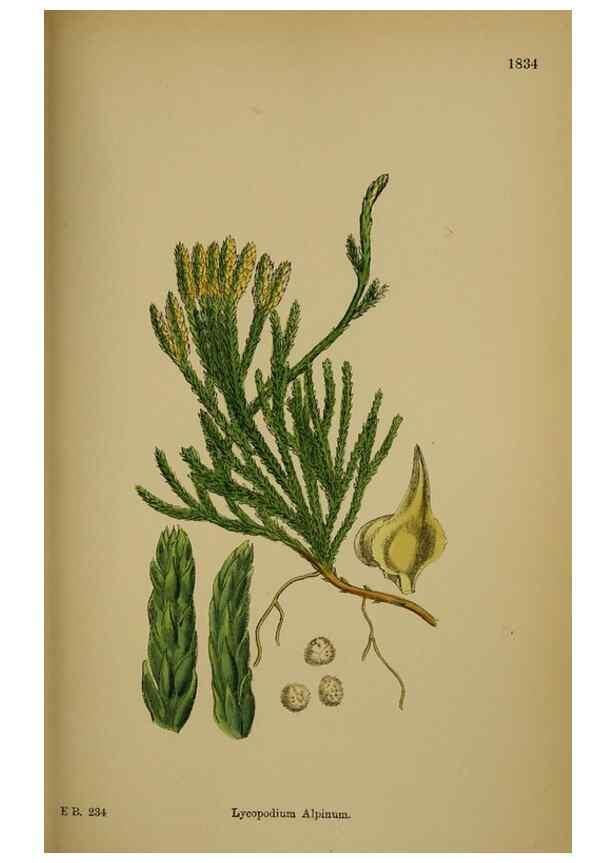 Reproducción/Reproduction 48749979163: English botany, or, Coloured figures of British plants /. London :R. Hardwicke,1863-1886.. 