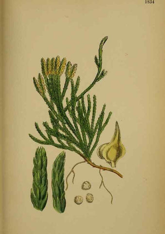 Reproducción/Reproduction 48749979163: English botany, or, Coloured figures of British plants /. London :R. Hardwicke,1863-1886.. 