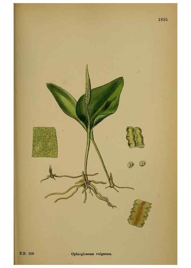 Reproducción/Reproduction 48750305606: English botany, or, Coloured figures of British plants /. London :R. Hardwicke,1863-1886.. 