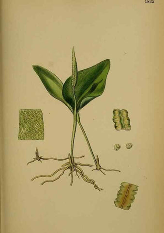Reproducción/Reproduction 48750305606: English botany, or, Coloured figures of British plants /. London :R. Hardwicke,1863-1886.. 