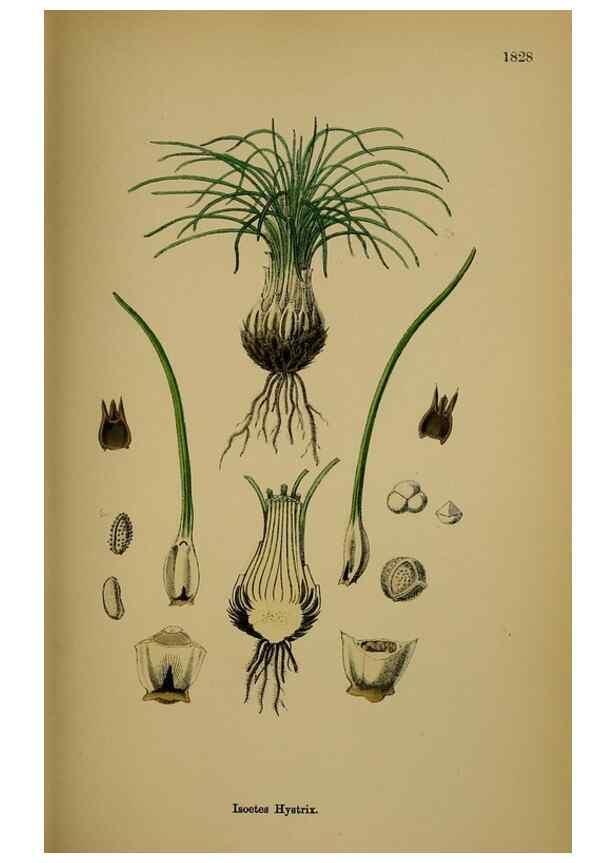 Reproducción/Reproduction 48750492737: English botany, or, Coloured figures of British plants /. London :R. Hardwicke,1863-1886.. 