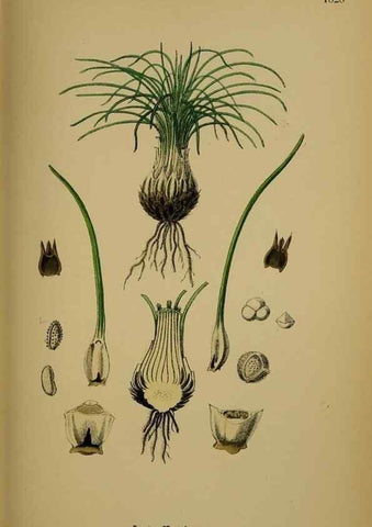 Reproducción/Reproduction 48750492737: English botany, or, Coloured figures of British plants /. London :R. Hardwicke,1863-1886.. 