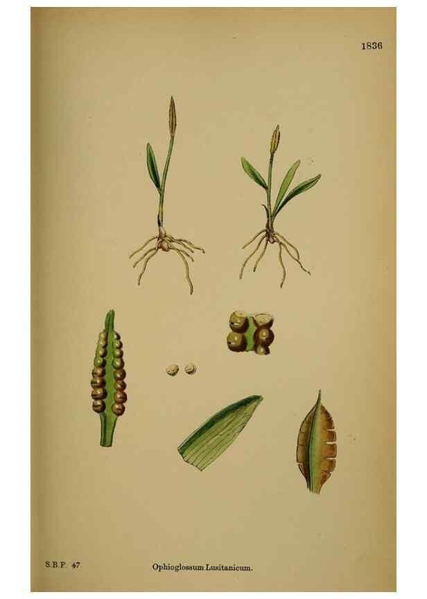 Reproducción/Reproduction 48750305886: English botany, or, Coloured figures of British plants /. London :R. Hardwicke,1863-1886.. 