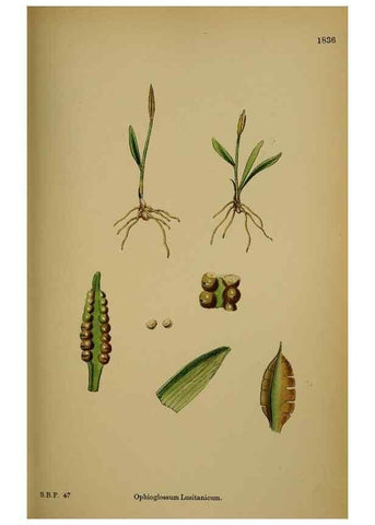 Reproducción/Reproduction 48750305886: English botany, or, Coloured figures of British plants /. London :R. Hardwicke,1863-1886.. 