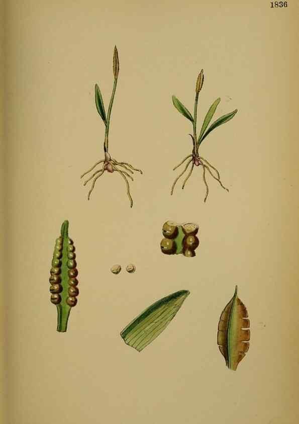 Reproducción/Reproduction 48750305886: English botany, or, Coloured figures of British plants /. London :R. Hardwicke,1863-1886.. 
