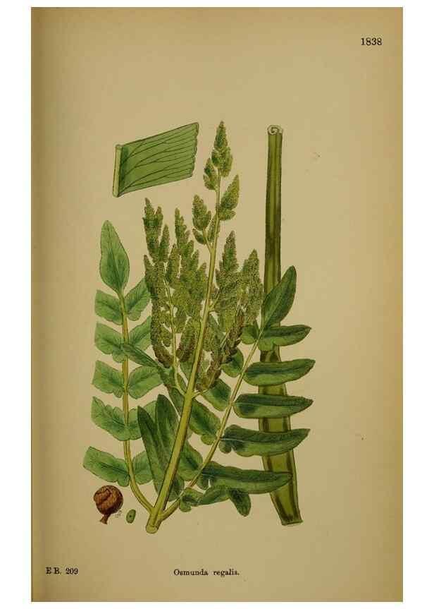 Reproducción/Reproduction 48750495547: English botany, or, Coloured figures of British plants /. London :R. Hardwicke,1863-1886.. 