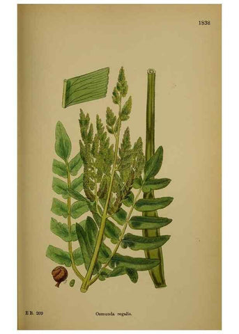 Reproducción/Reproduction 48750495547: English botany, or, Coloured figures of British plants /. London :R. Hardwicke,1863-1886.. 
