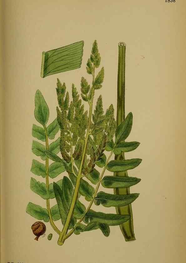 Reproducción/Reproduction 48750495547: English botany, or, Coloured figures of British plants /. London :R. Hardwicke,1863-1886.. 