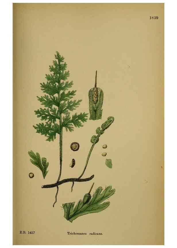 Reproducción/Reproduction 48750306621: English botany, or, Coloured figures of British plants /. London :R. Hardwicke,1863-1886.. 