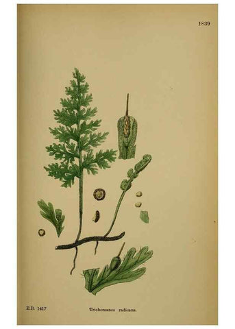Reproducción/Reproduction 48750306621: English botany, or, Coloured figures of British plants /. London :R. Hardwicke,1863-1886.. 