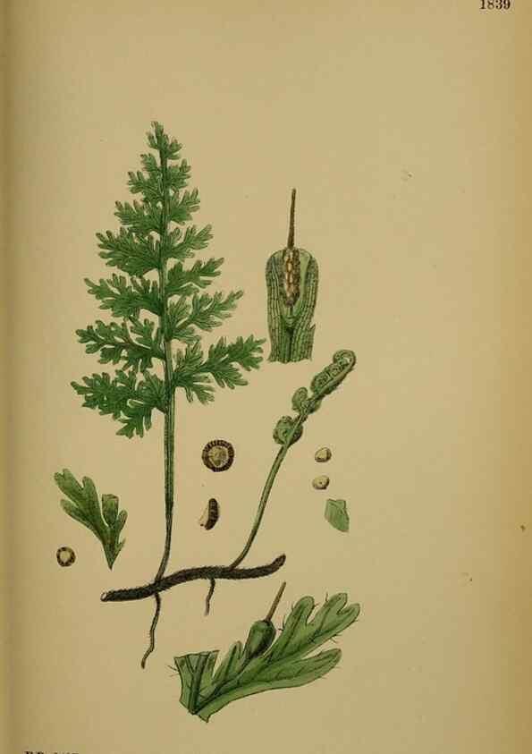 Reproducción/Reproduction 48750306621: English botany, or, Coloured figures of British plants /. London :R. Hardwicke,1863-1886.. 