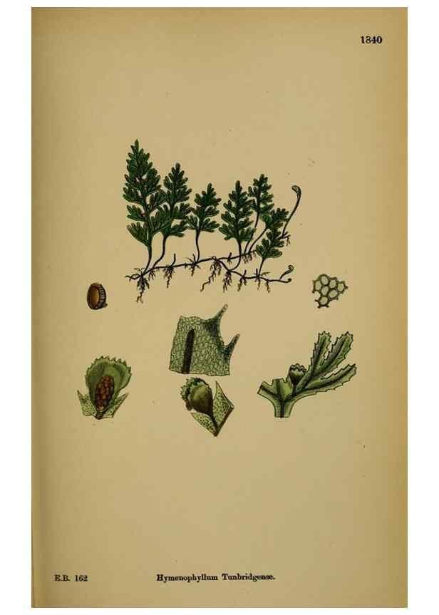 Reproducción/Reproduction 48749980548: English botany, or, Coloured figures of British plants /. London :R. Hardwicke,1863-1886.. 